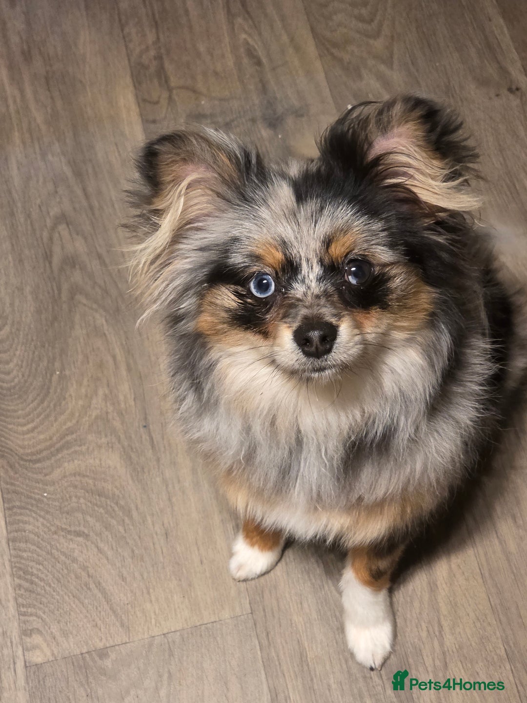 Pomeranian dogs for sale: Pomeranian boy  - Image 2