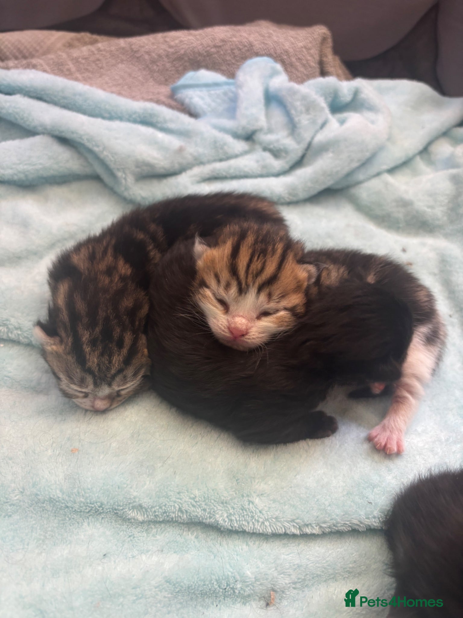 Mixed Breed cats Fluffy kittens - Advert 15