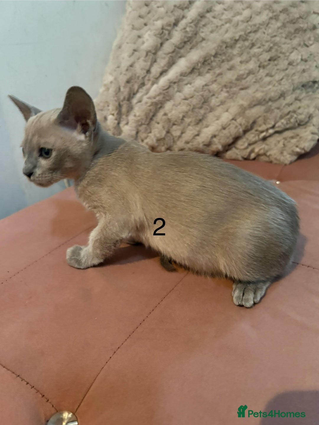 Tonkinese cats for sale: Tonkinese 1st gen Kittens  - Image 9
