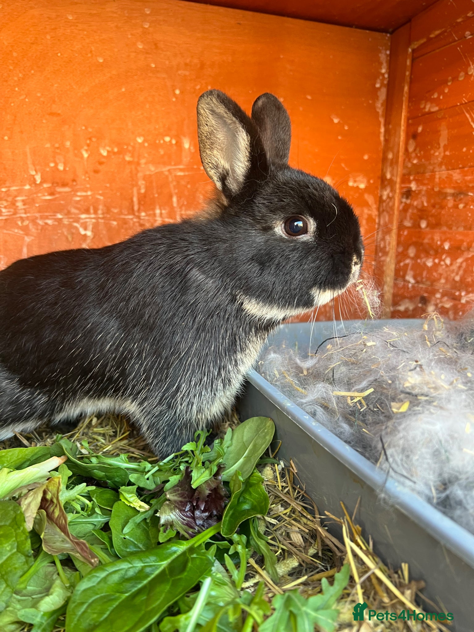 Guinea Pig rodents Male netherland dearf - Advert 1