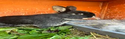 Guinea Pig rodents for sale: Male netherland dearf - Advert 1