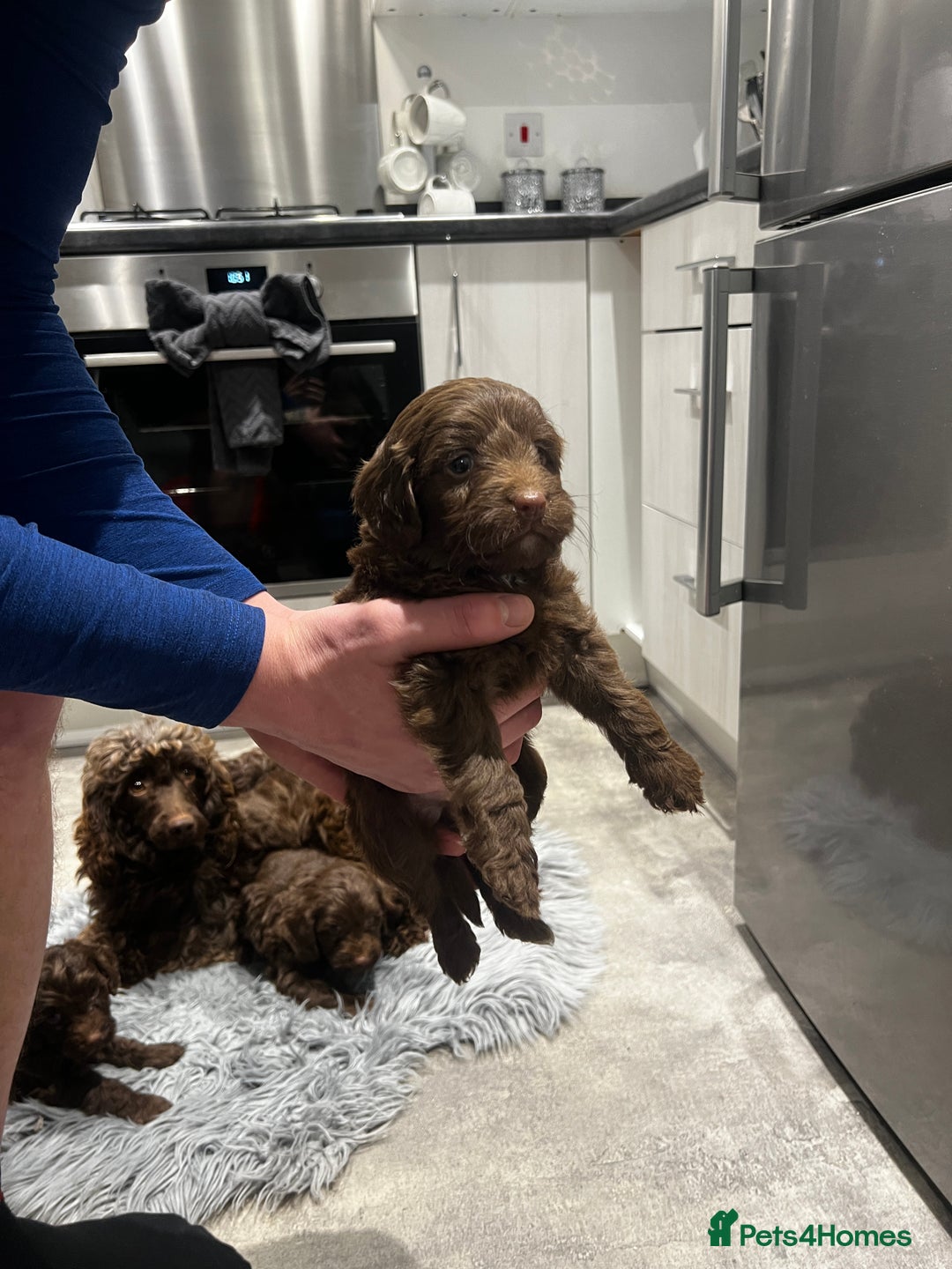 Cockapoo dogs for sale: 4 beautiful cockapoo puppies - Advert 7