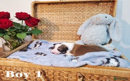 Border Collie dogs for sale: **Rare sable and white Border Collie puppies.** - Image 7