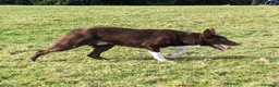 Border Collie dogs for stud: OPEN TRIAL WINNER - Health tested and registered - Advert 2