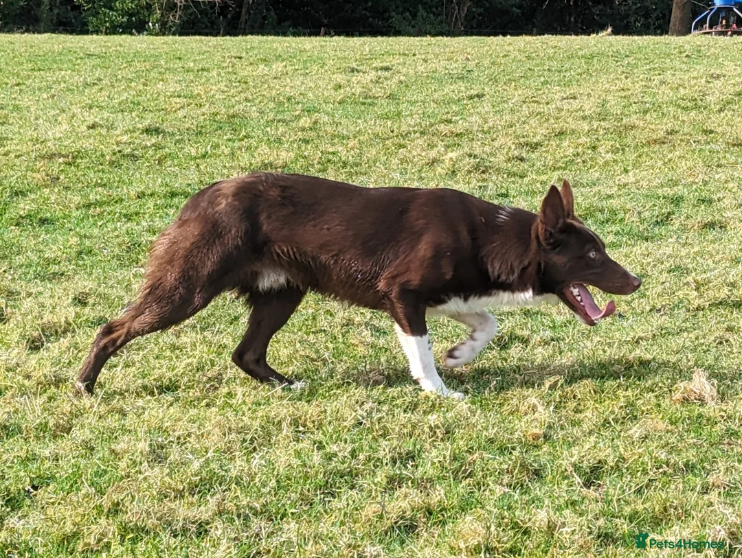 Border Collie dogs for stud: OPEN TRIAL WINNER - Health tested and registered - Advert 2