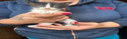 Mixed Breed cats for sale: Mixed breed kittens  - Advert 10