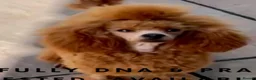 Mixed Breed dogs for sale: toy f1bb shi-poo - Advert 5