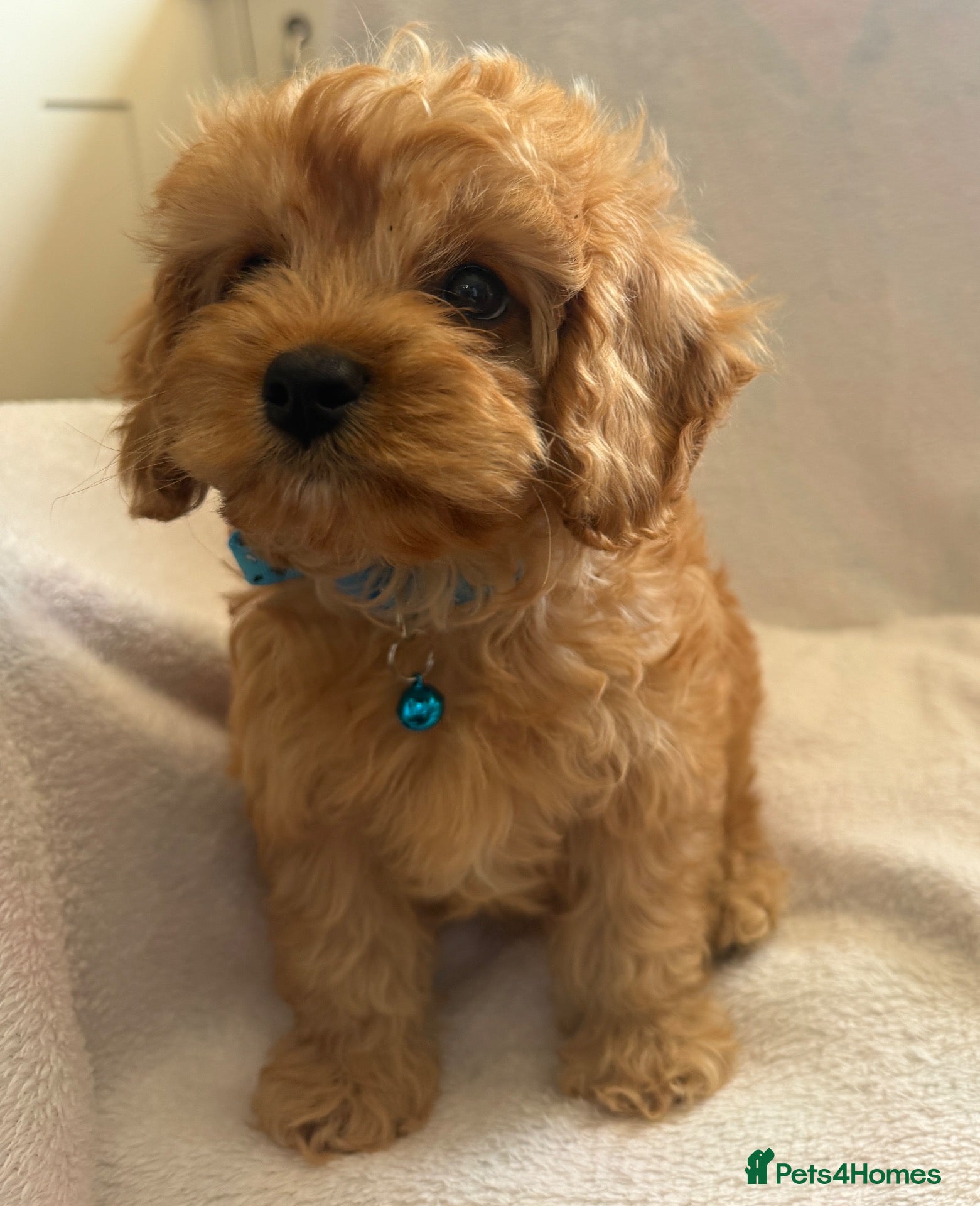 Cavapoo dogs for sale: Tiny Toy Cavapoo Puppies - Advert 1