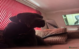 Cane Corso dogs for sale: Male cane corso  - Advert 2