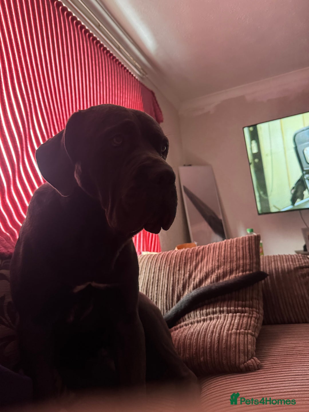 Cane Corso dogs for sale: Male cane corso  - Advert 2