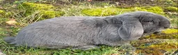 French Lop rabbits for sale: French lop in Rotherham - Advert 4