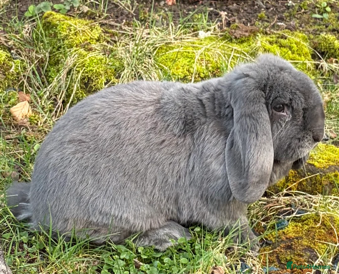 French Lop rabbits for sale: French lop in Rotherham - Advert 4