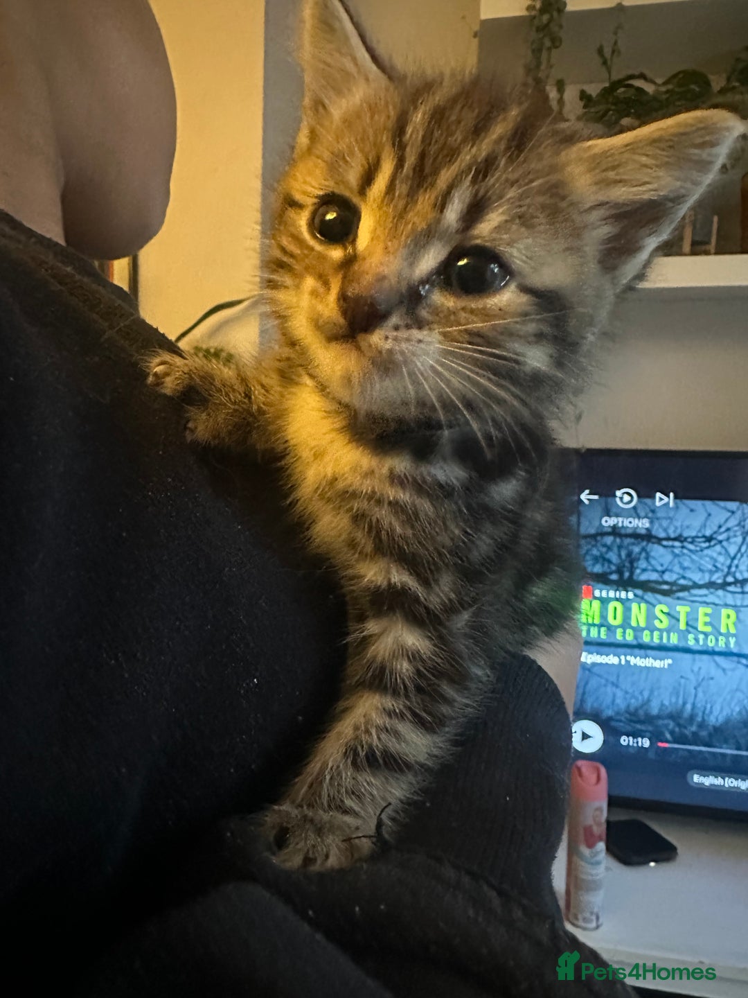 Mixed Breed cats for sale: 3 Beautiful Kittens Remaining  - Image 4