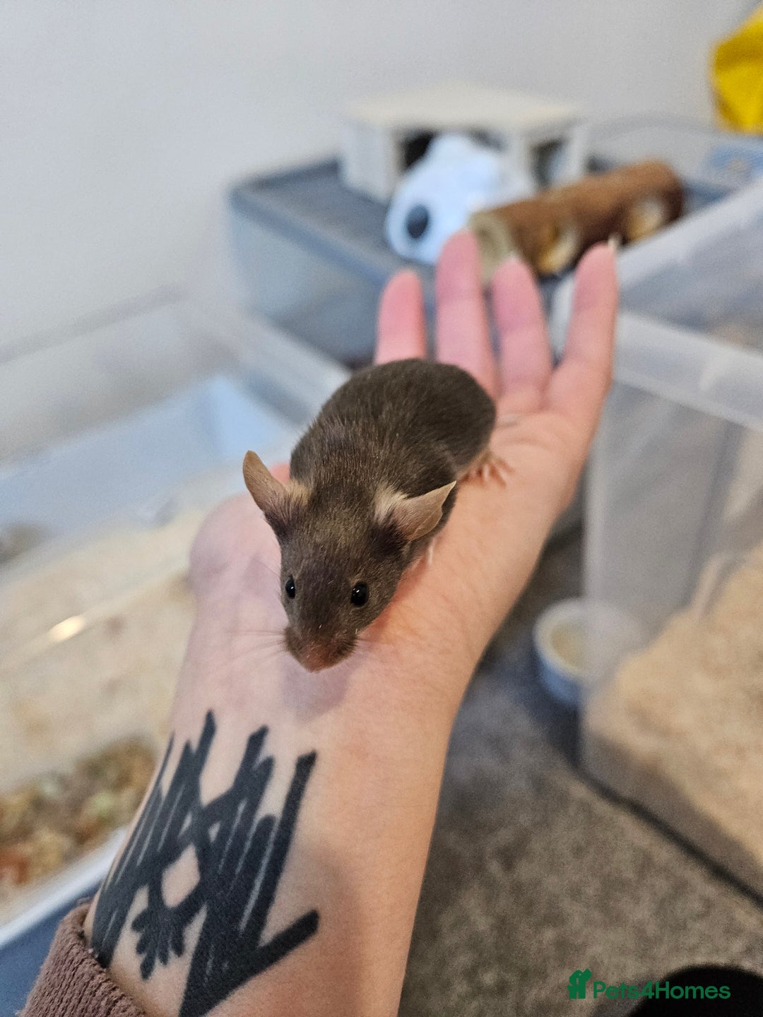 Mouse rodents for sale: Fancy mice  - Advert 10