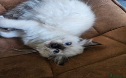 Ragdoll cats for sale: 2 beautiful, playful ragdoll kittens for sale - Image 14