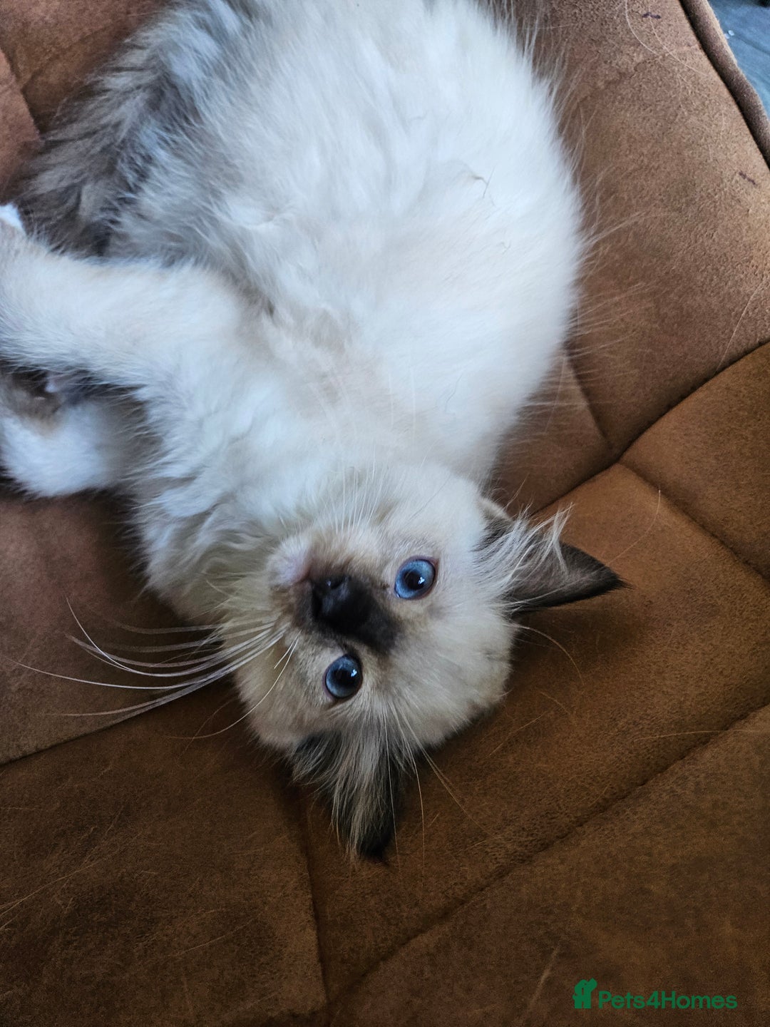 Ragdoll cats for sale: 2 beautiful, playful ragdoll kittens for sale - Image 14