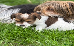 Biewer Terrier dogs for sale: Just one gorgeous boy and girl available  - Image 7