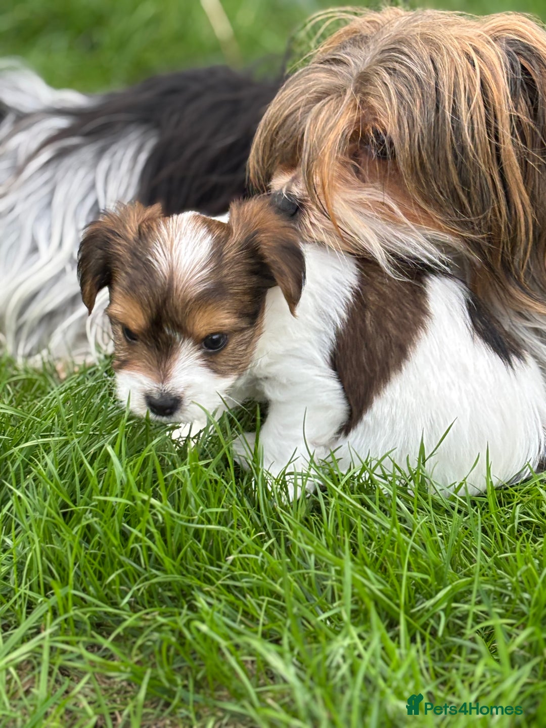 Biewer Terrier dogs for sale: Just one gorgeous boy and girl available  - Image 7