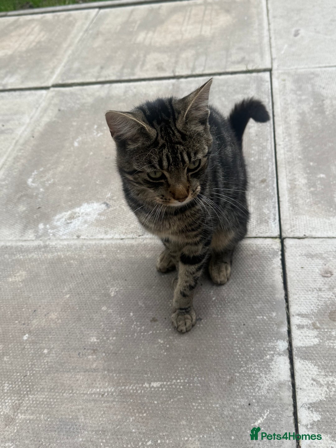 American Shorthair cats for sale: 2 cats for sale  - Image 2