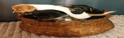 Jack Russell dogs for sale: Adorable Jack Russel Puppies  - Advert 6