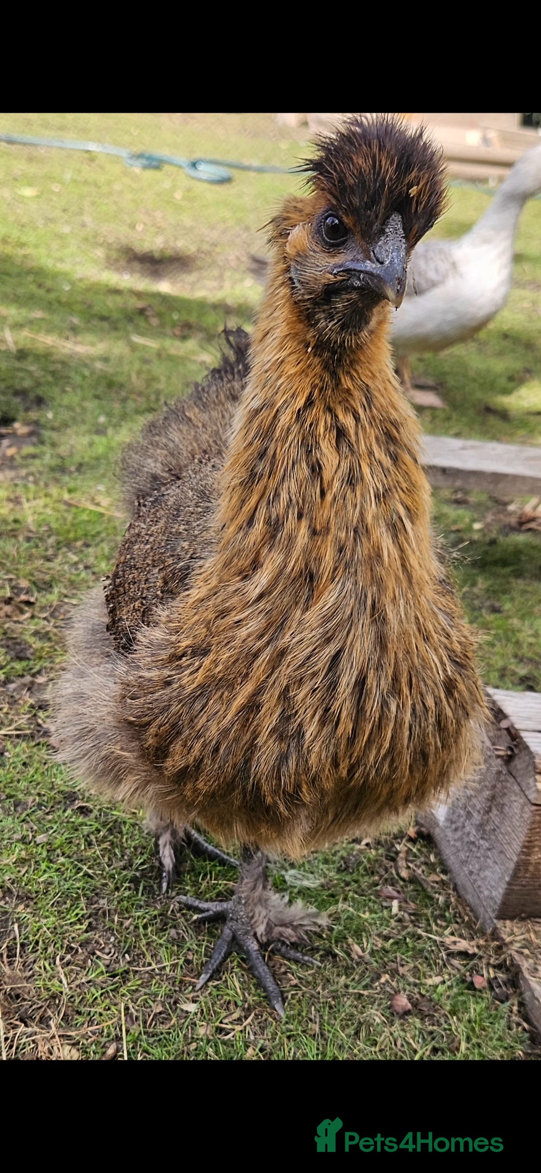 Chickens poultry for sale: Silkie hens. Must go together. Four in total.  - Image 1