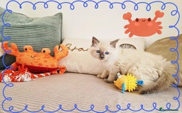 Ragdoll cats for sale: Top-Quality Pedigree Ragdoll Kittens - 3 AVAILABLE - Image 17