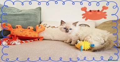 Ragdoll cats - Advert 8