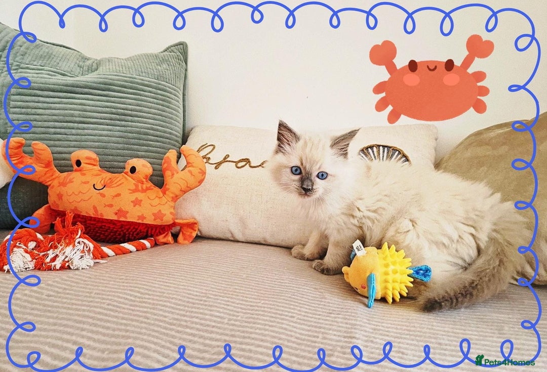 Ragdoll cats for sale: Top-Quality Pedigree Ragdoll Kittens - 3 AVAILABLE - Image 17