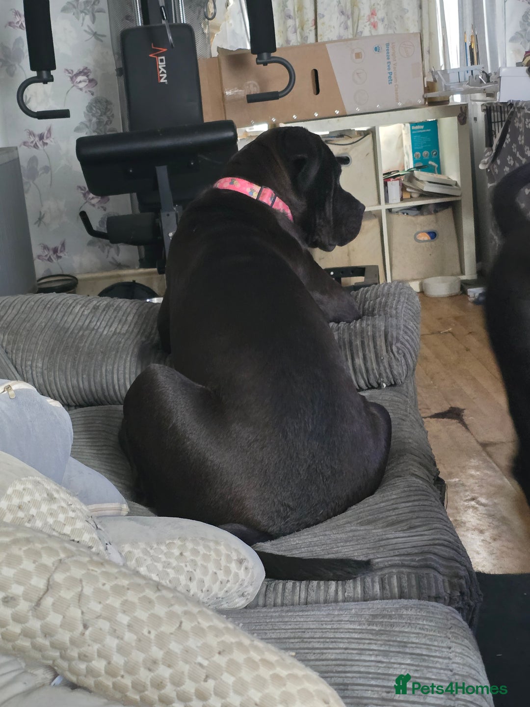 Rottweiler dogs for sale: 2 female rottweiler pups - Advert 18