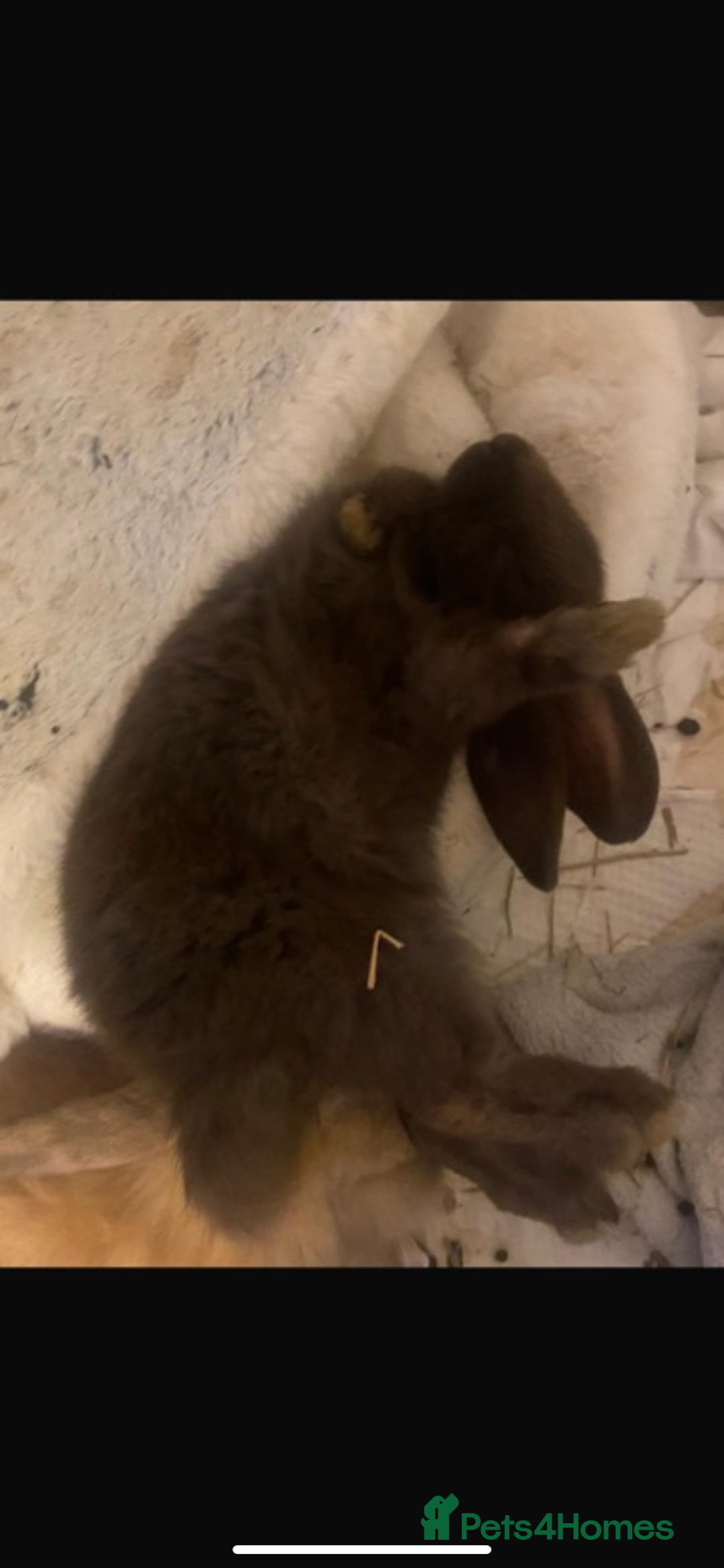 Lionhead rabbits for sale: ⭐️Beautiful purebred lionhead bunnies⭐️ - Advert 3