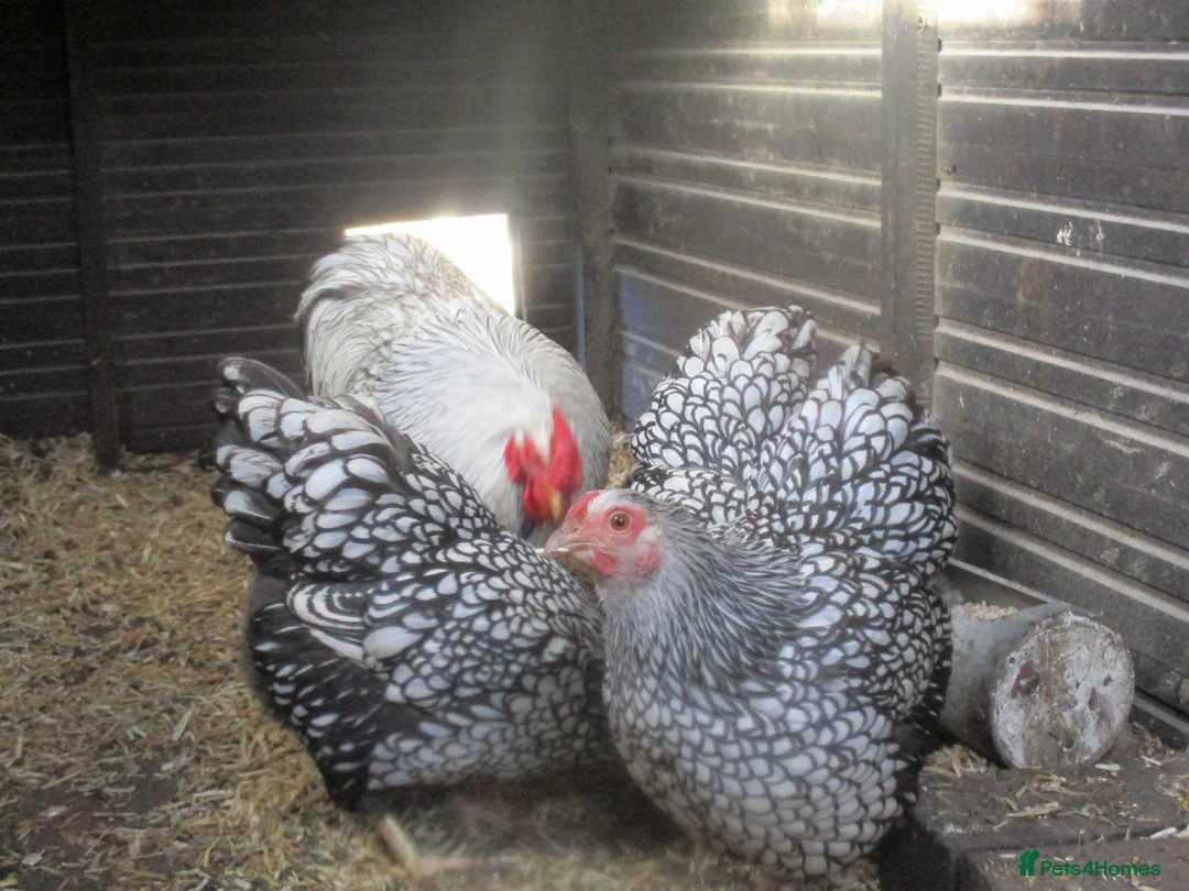 Chickens poultry for sale: Quality Silver Laced Wyandotte Bantam pullets - Advert 2
