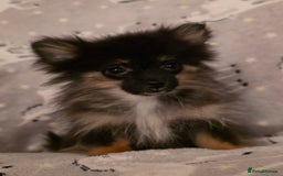 Pomchi dogs for sale: POMCHI PUPS - Image 3