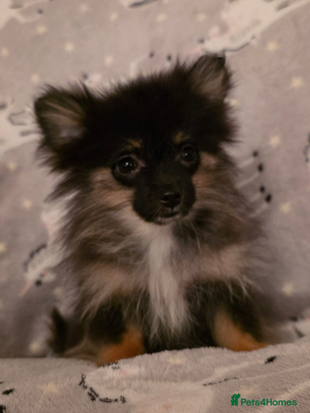 Pomchi dogs for sale: POMCHI PUPS - Image 3