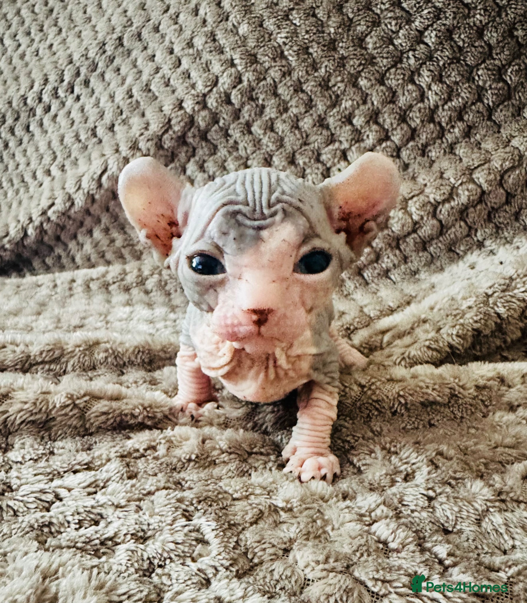 Sphynx cats Stunning lilac and blue sphynx  - Advert 12