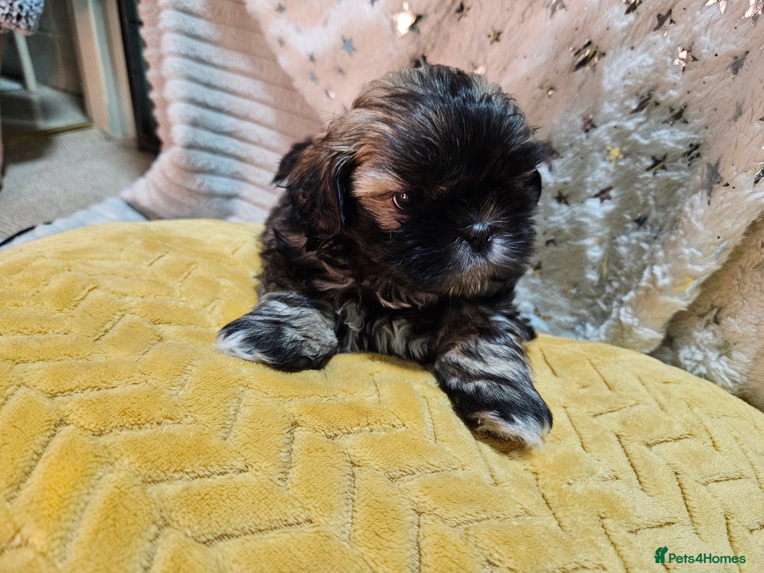 Shih Tzu dogs for sale: Adorable Shih I Puppies For Sale - 3 Boys & 1 Girl - Advert 6