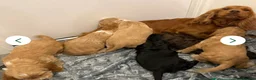 Cocker Spaniel dogs for sale: KC REGISTERED Show cocker spaniel health tested  - Advert 7