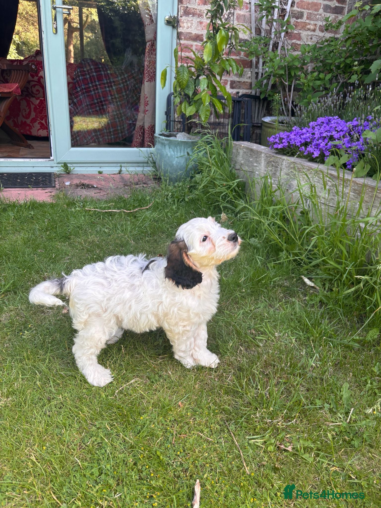 Cockapoo dogs Last Boy Available - Quality Roan F1 Pup  - Advert 13