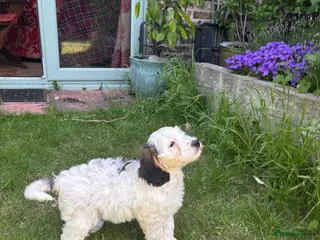 Cockapoo dogs Last Boy Available - Quality Roan F1 Pup - Advert 11