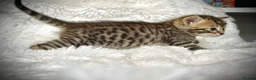 Mixed Breed cats for sale: 🐾 Beautiful Baby Kittens - Ragdoll x Bengal 🐾 - Advert 24