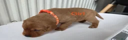 Labrador Retriever dogs for sale: Fox red labarador  - Advert 4