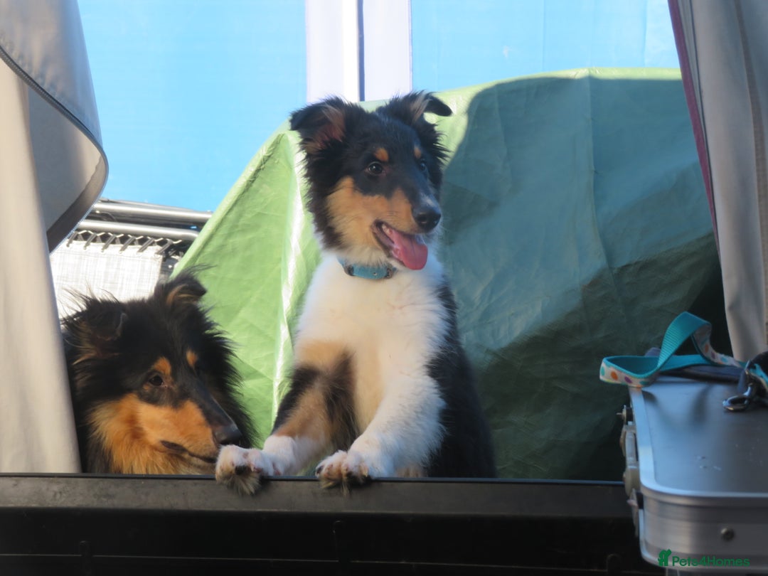 Mixed Breed dogs for sale: Rough collie cross  - Image 6
