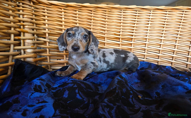 Miniature Dachshund dogs - Advert 1