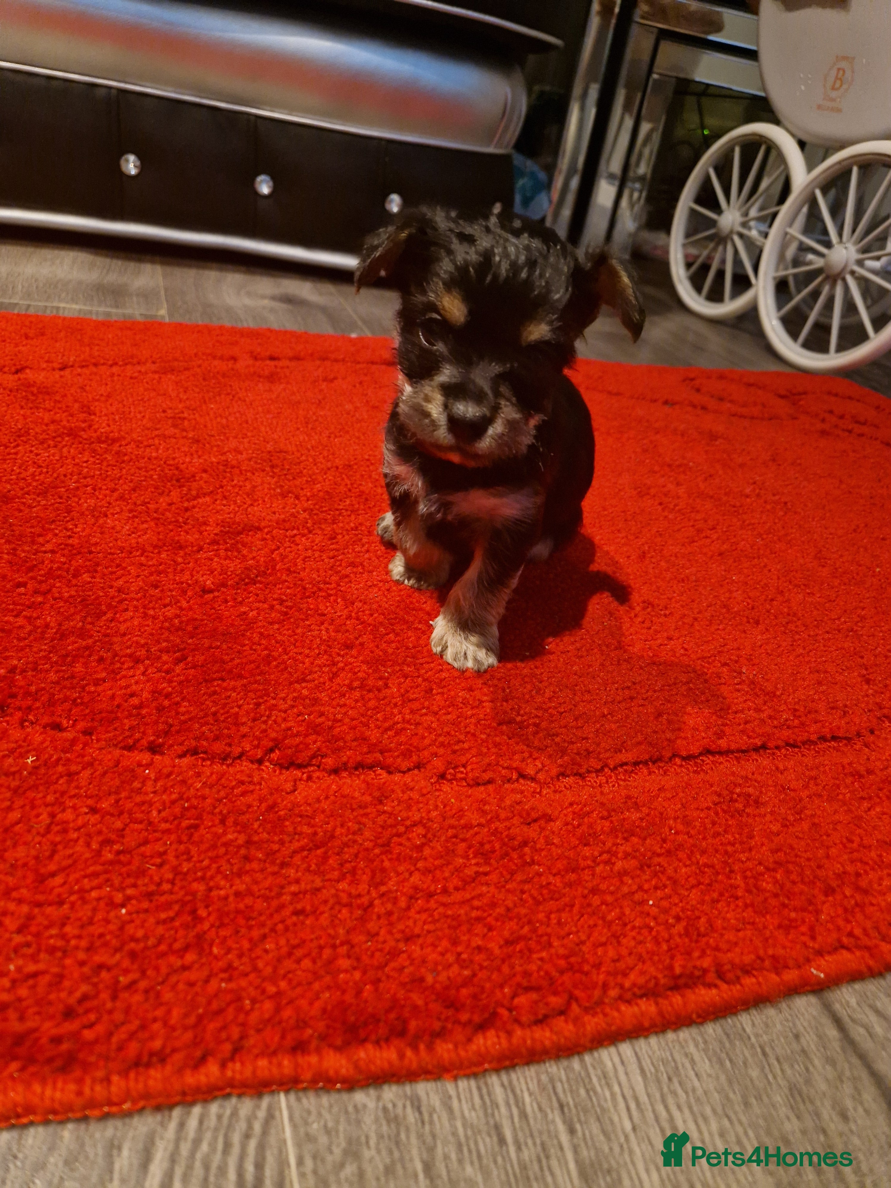 Yorkshire Terrier dogs Yorkshire terrier pure breads - Advert 11