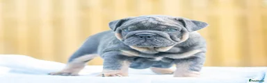 English Bulldog 3