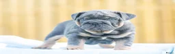 English Bulldog dogs for sale: Ready to leave ENGLISH BULLDOG PUPPIES  in Castleford - Advert 7