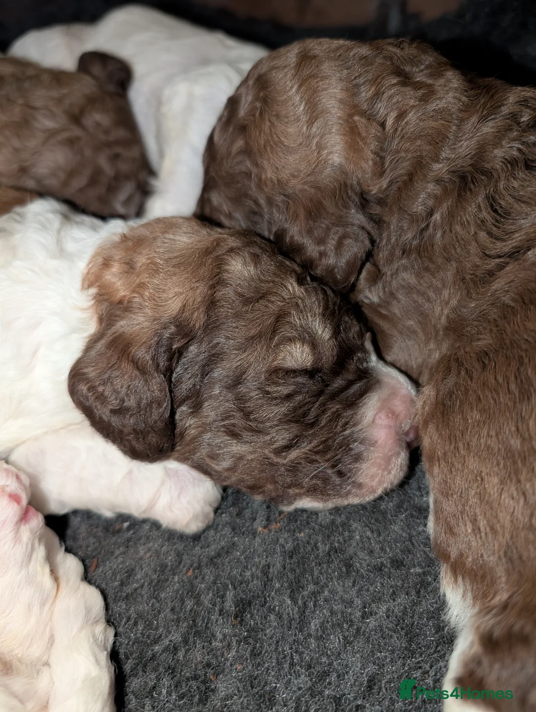 Standard Poodle dogs for sale: Beautiful Rare Colors BOYS 💖 - Advert 1