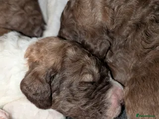 Standard Poodle dogs Beautiful Rare Colors BOYS 💖 - Advert 2