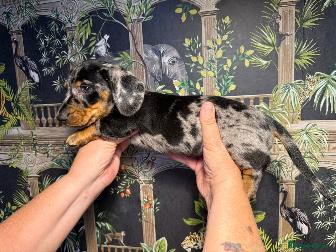 Miniature Dachshund dogs for sale: Stunning Unique Miniature Dachshund Puppies  - Image 18