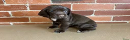 Cockerdor dogs for sale: Cockerdor puppies - Advert 17