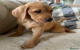 Labrador Retriever dogs for sale: Beautiful Health Checked Female KC Reg Lab Pup - Image 5
